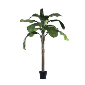 Bananier Royal H 180cm / H 240cm – Image 3