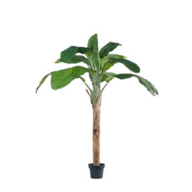 Bananier Royal H 180cm / H 240cm
