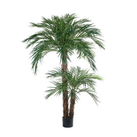Phoenix Palm à double troncs H 220cm