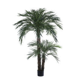 Phoenix Palm double troncs H 220cm