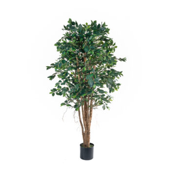 Ficus Retusa Tree H 180cm