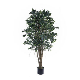 Ficus Retusa Tree H 180cm