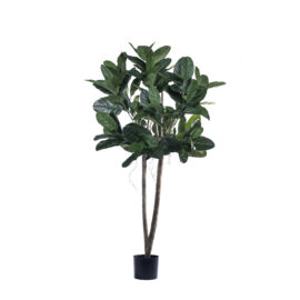 Ficus Audrey tree H 180cm