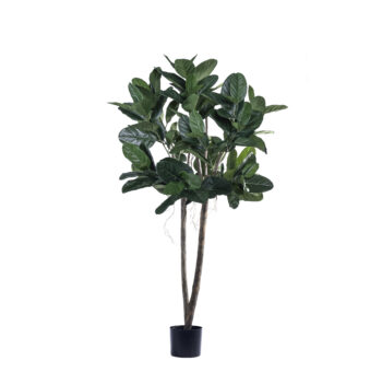 Ficus Audrey tree H 180cm