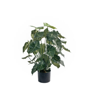 Syngonium tree H 75cm