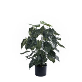 Syngonium tree H 75cm
