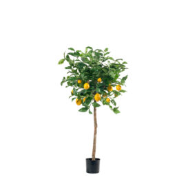 Citronnier H 120cm