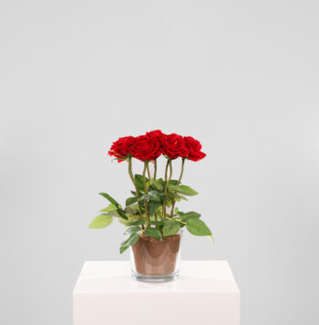 Composition Caprice H 38cm