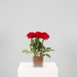 Composition Etoile H 37cm