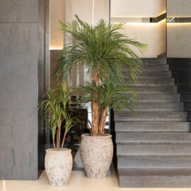 Phoenix Palm double troncs H 220cm