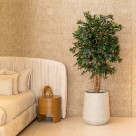 Ficus Retusa Tree H 180cm