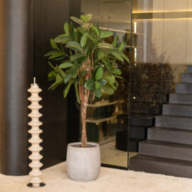 Ficus Audrey tree H 180cm