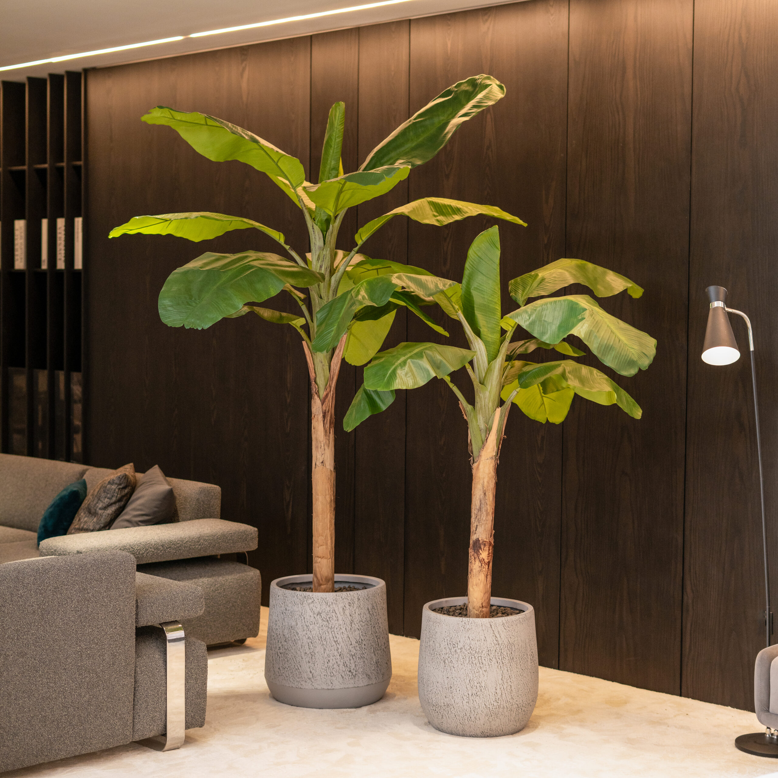 Bananier Royal H 180cm / H 240cm Bananier Royal H 180cm / H 240cm