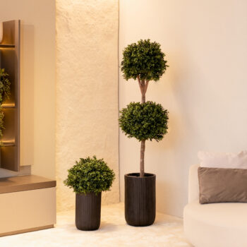 Buis double boule H 160cm