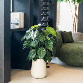 Syngonium tree H 75cm