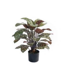 Calathea Makoyana Peacock H 60cm