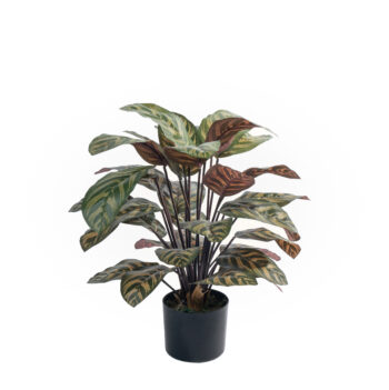 Calathea Makoyana Peacock H 60cm