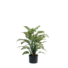 Dieffenbachia H 70cm