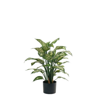Dieffenbachia H 70cm