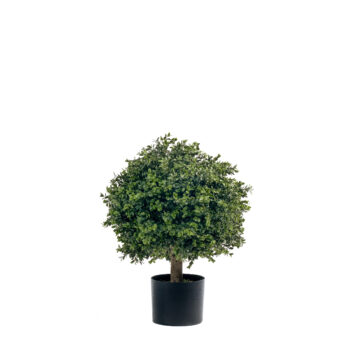 Buis en Boule sur tronc H 40cm