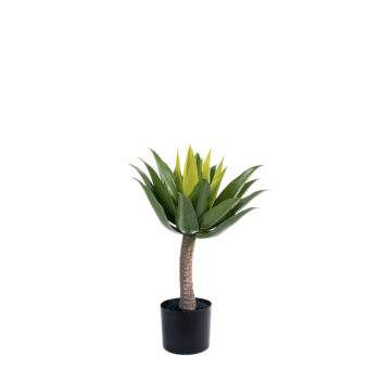 Lotus H 64cm / H 120cm