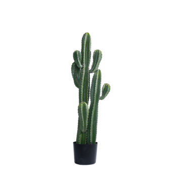 Cactus exotic panama H 99cm / H 131cm
