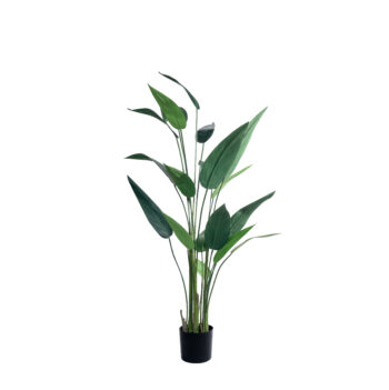 Strelitzia tropicale à fines feuilles H 150cm / H 180cm