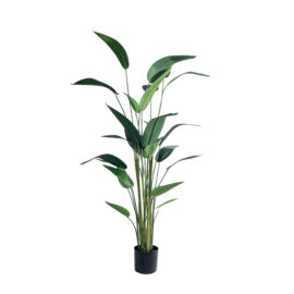 Strelitzia tropicale à fines feuilles H 150cm / H 180cm