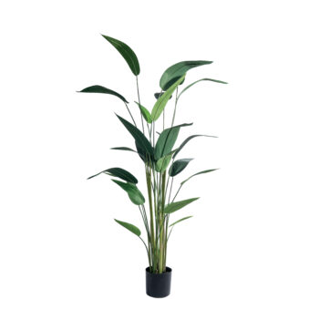 Strelitzia tropicale à fines feuilles H 150cm / H 180cm