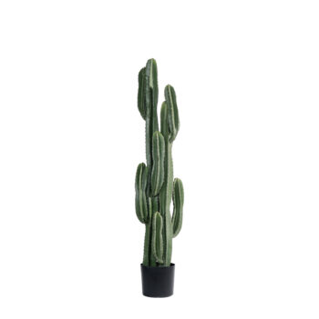 Cactus exotic panama H 99cm / H 131cm