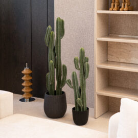 Cactus exotic panama H 99cm / H 131cm