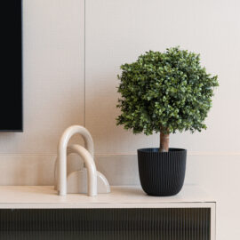 Buis en Boule sur tronc H 40cm