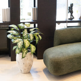 Dieffenbachia H 70cm