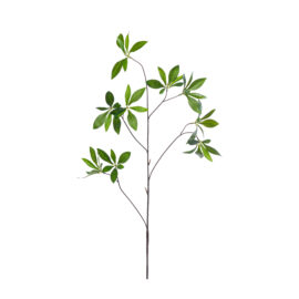 Branche de Pachira L 88cm