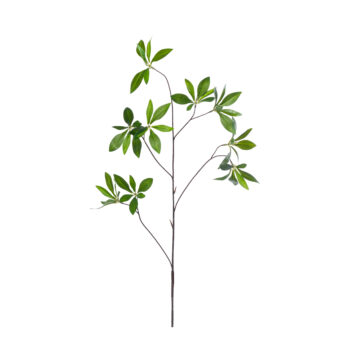 Branche de Pachira L 88cm