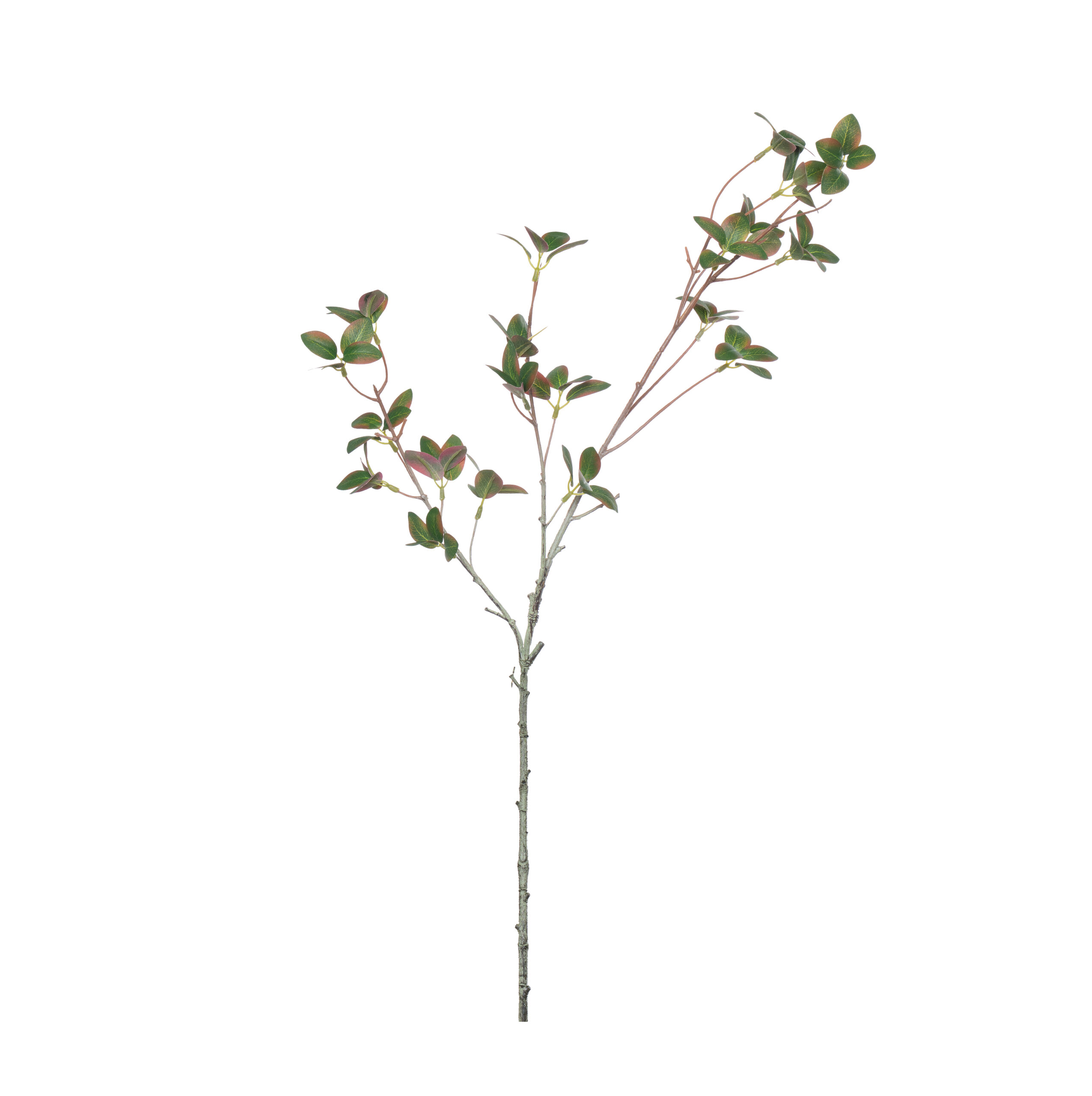 FL1017029 Branche de ficus Deltoidea L 80cm