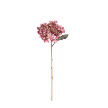 Hydrangea dry pink L 52cm