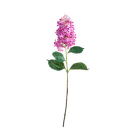 Panicle hydrangea beauty pink L 80cm