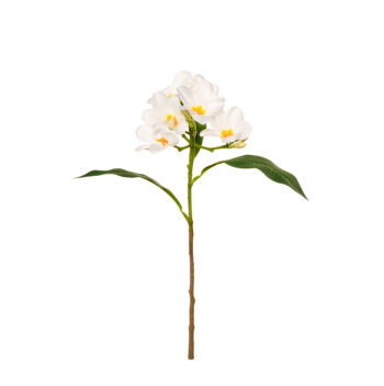 Plumeria cream L 51cm