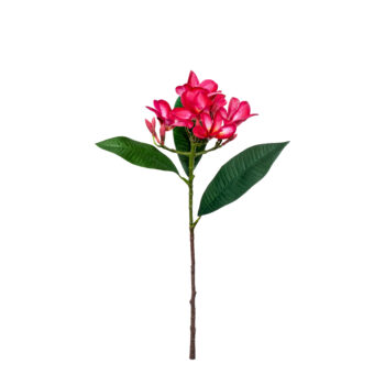 Plumeria fushia L 51cm