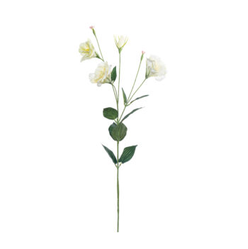 eustoma cream L 88cm