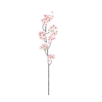 Yoshino cherry blossom champagne L 103cm