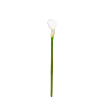Calla lily white L 50cm