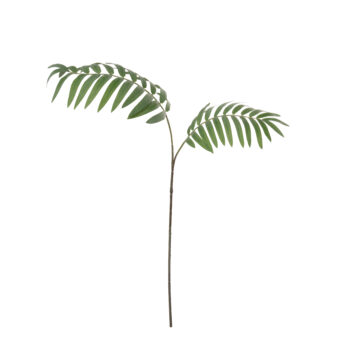 Palm fern green L 82cm