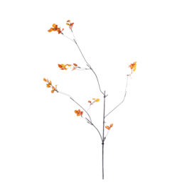 Withered orange L 115cm
