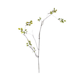 Withered green L 115cm