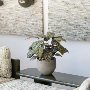 Calathea Makoyana Peacock H 60cm