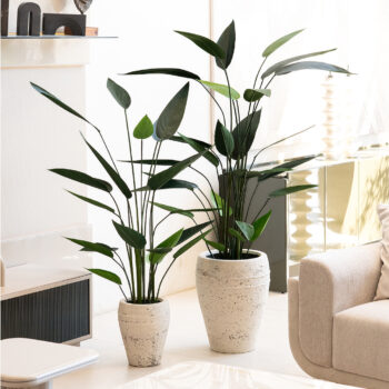 Strelitzia tropicale à fines feuilles H 150cm / H 180cm