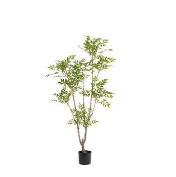 Nandina à feuillage fin H 180cm / H 240cm