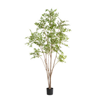 Nandina à feuillage fin H 180cm / H 240cm